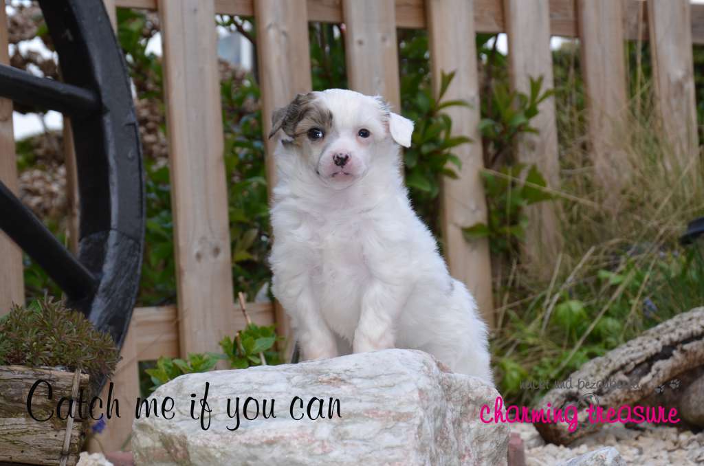 Charming Treasure's Catch me if you can