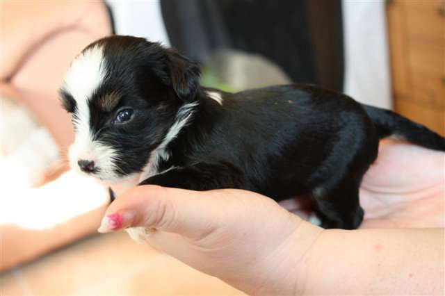 Twilight Diamond's Dancing in the Moonlight