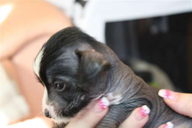 Twilight Diamond's Daytona