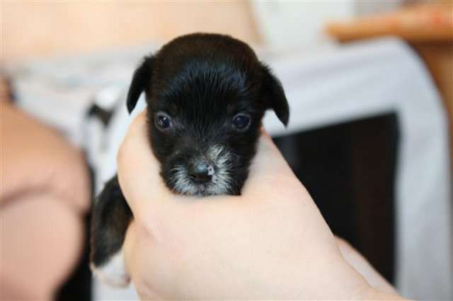 Twilight Diamonds Destiny