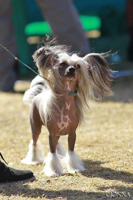 Pinky Twinky Peto On Irti