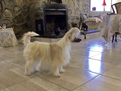 Crest'd Label Artic Kiss