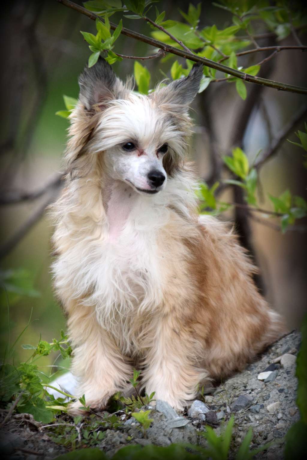 Crest'd Label Dressed To Impress