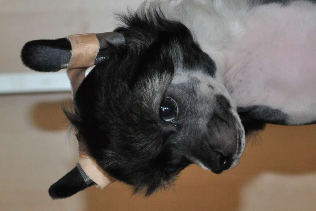 Bubbling Spirit Flip Flop