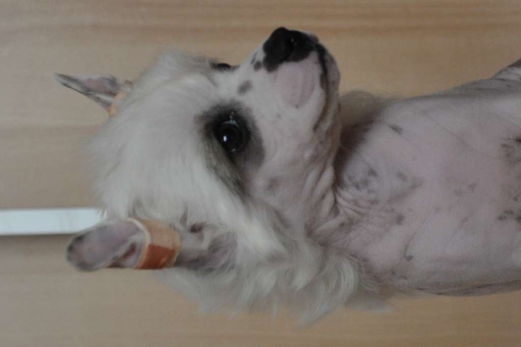 Bubbling Spirit Fiolla