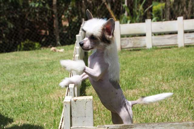 Lapinus Calendar Girl