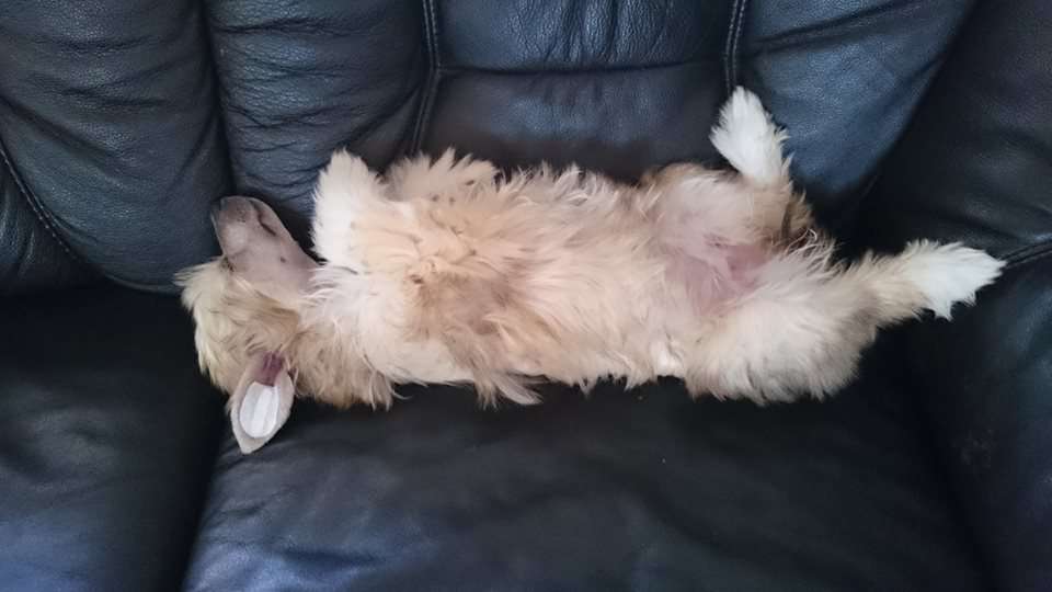 Sensai von Shinbashi