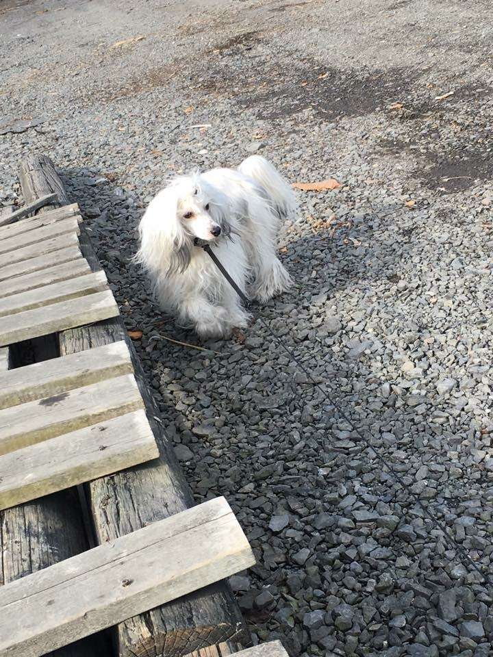 Moelmo's Silent Storm