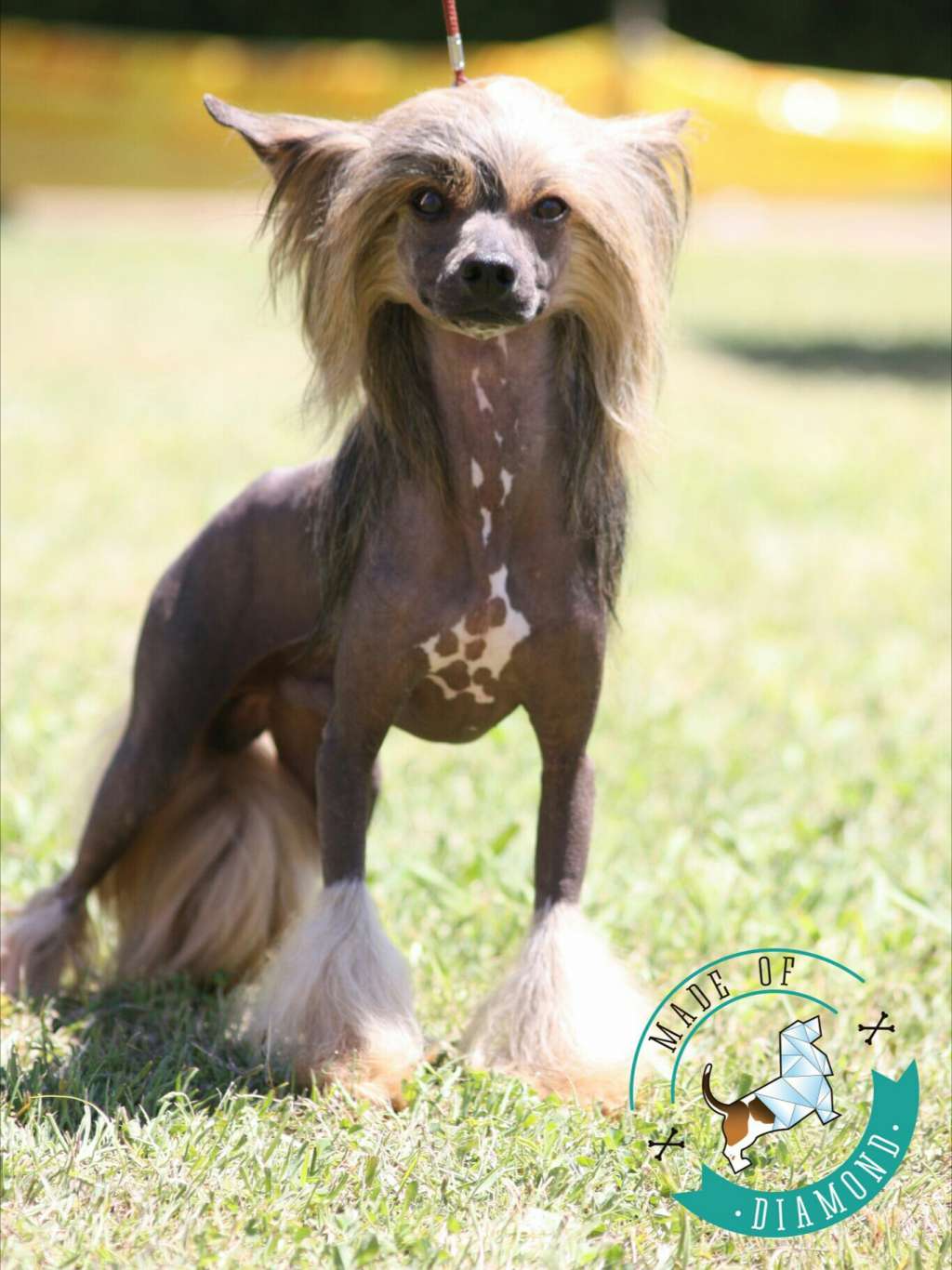 Margo RoyalStar Adamant en Volcancrest