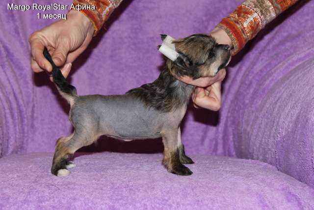 Margo RoyalStar Afina