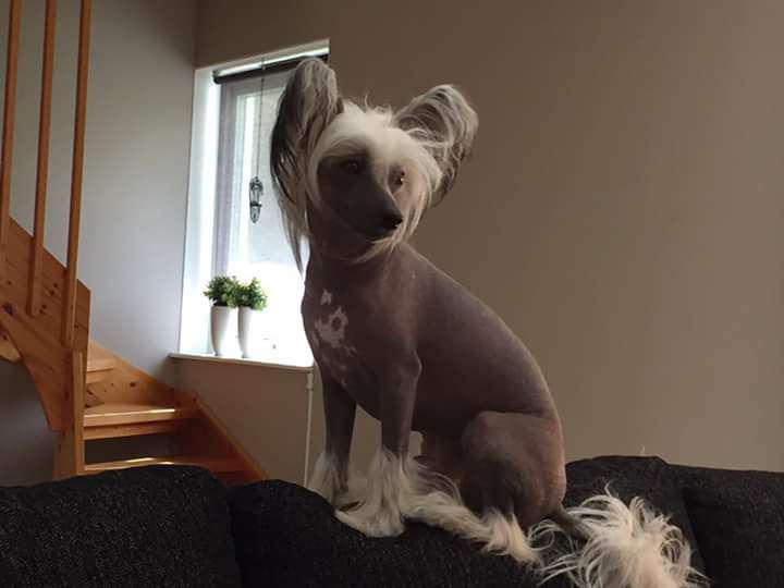 Super crest's The Winner Mr White