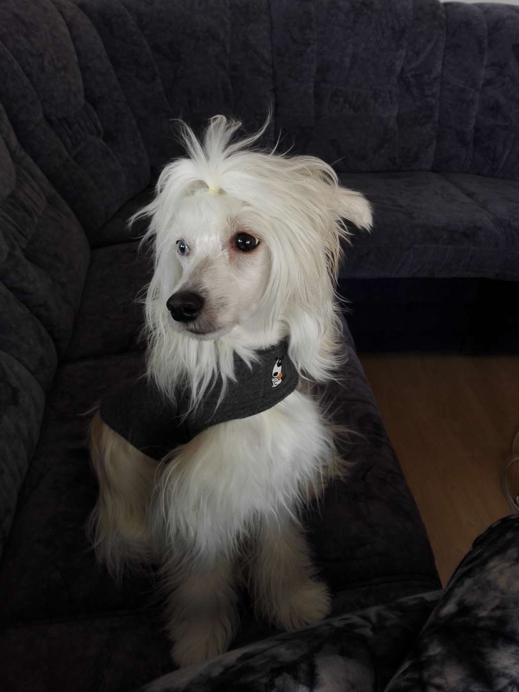 Aramis vom Blühmchen