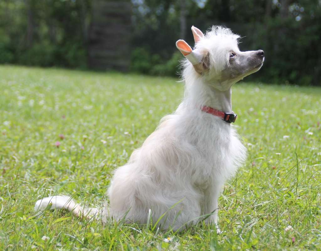 Adelina vom Blühmchen
