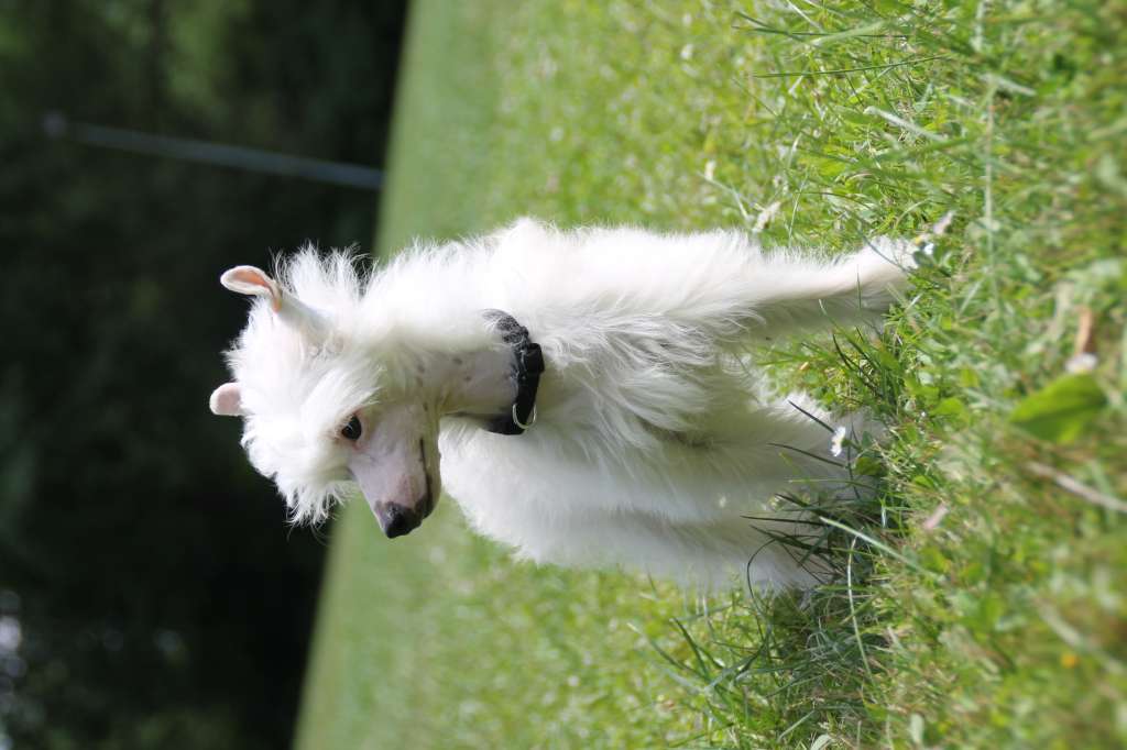 Annabell vom Blühmchen