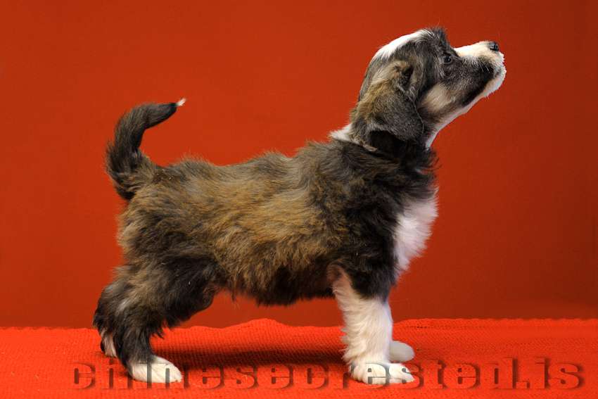 Practical Hero True Beliver