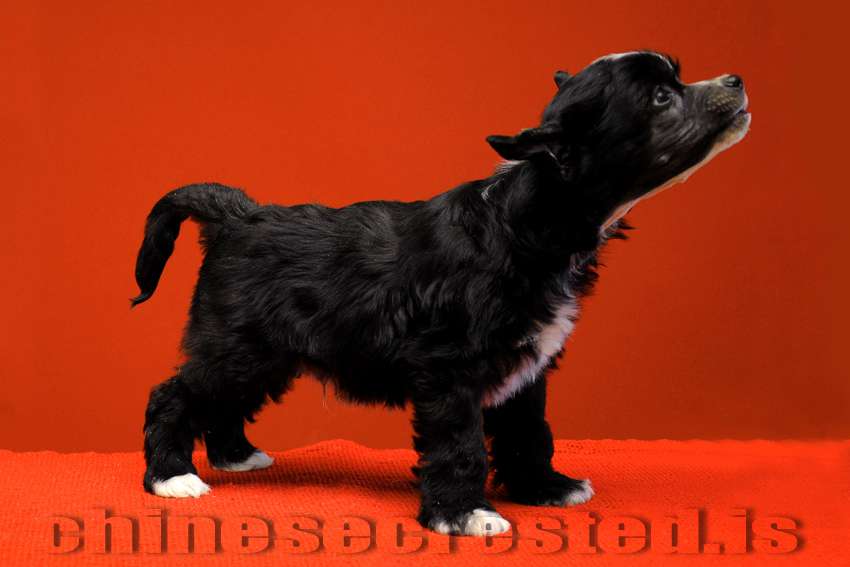 Practical Hero Trilled Tarzan