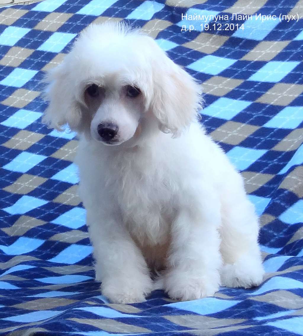 Naimuluna Line Iris (puff)