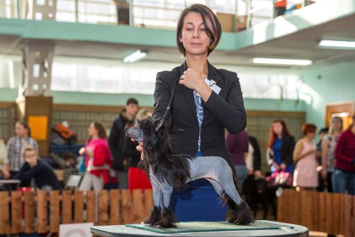 Status Imperial Odji Blue Charm