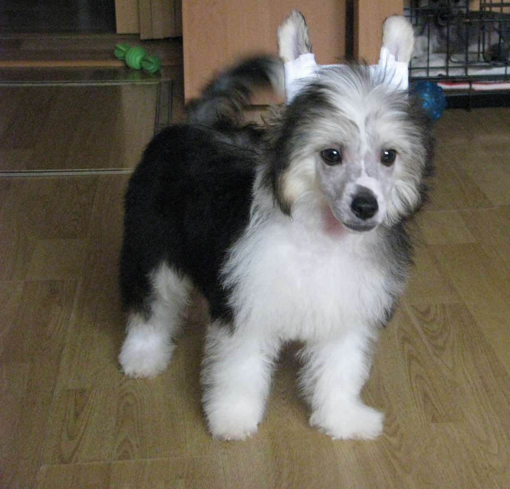 Nazar Exotic World FCI