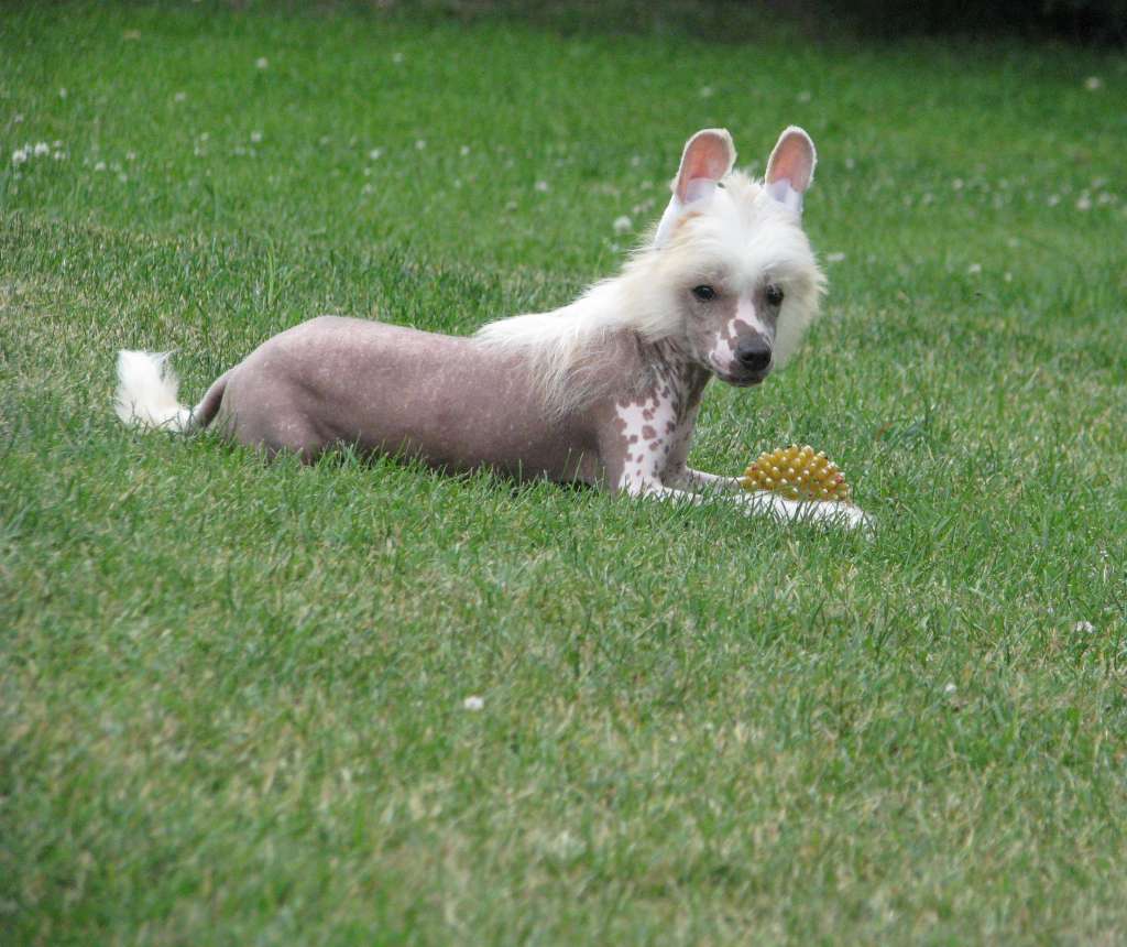 Nadir Exotic World FCI