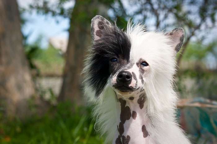 Status Imperial Persona VIP