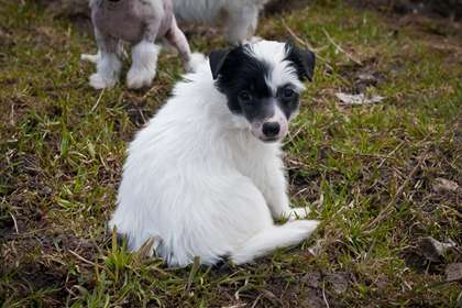 Status Imperial Panda