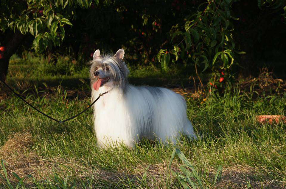 Ti Amo von Shinbashi