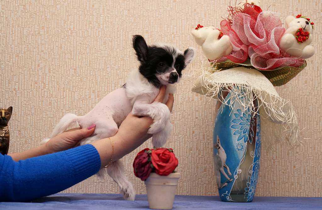 Sky Miracle Taffy Sunrise