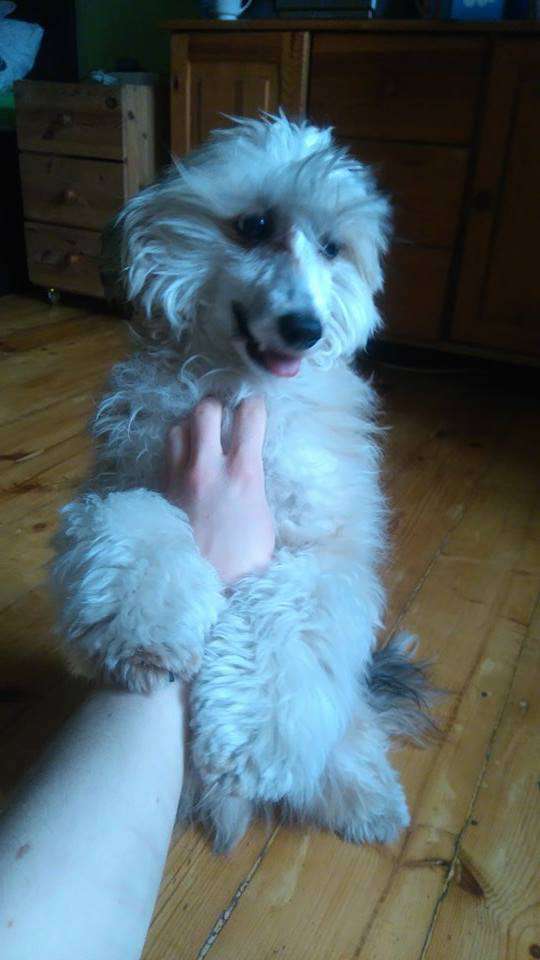 Orestes Exotic World FCI