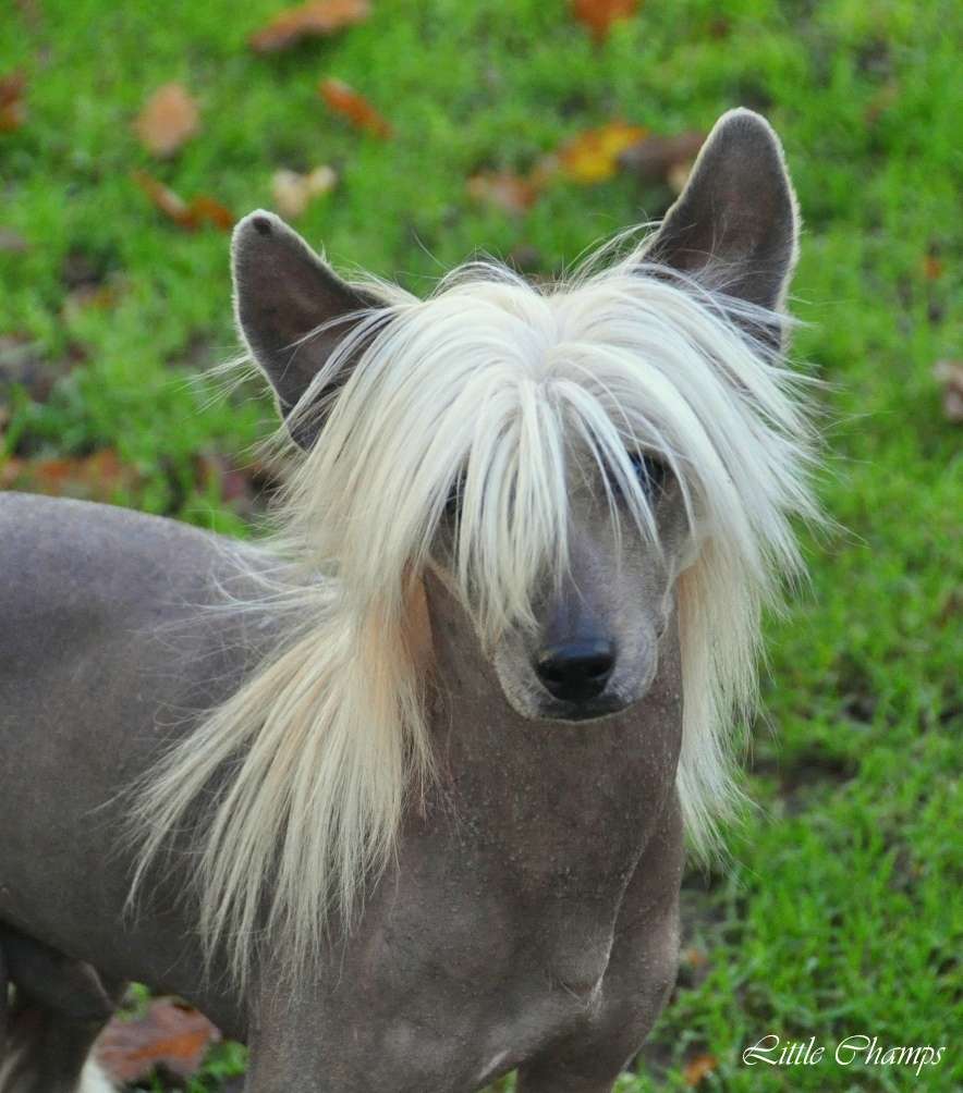 L'Aristot Little Champs