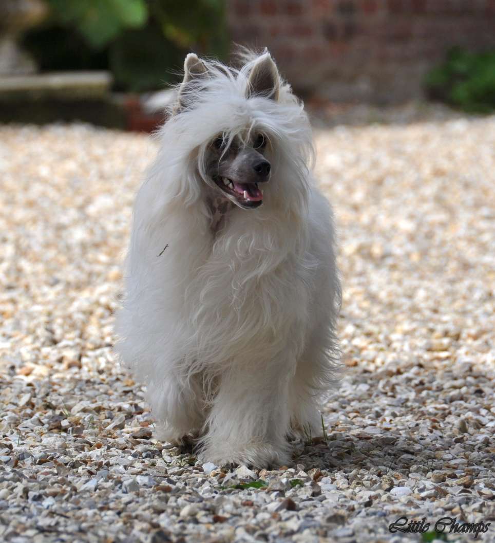 Ch. L'Acrobate Little Champs