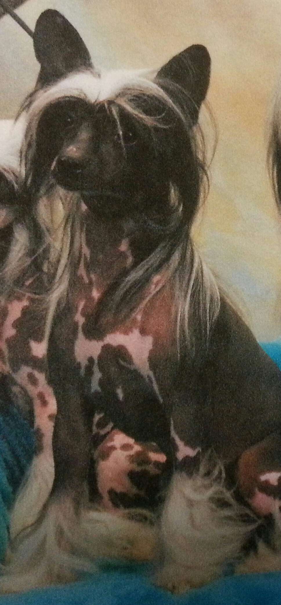 GCHB BISS Sondras Midnight Silhouette  PLL/PRA  Cl