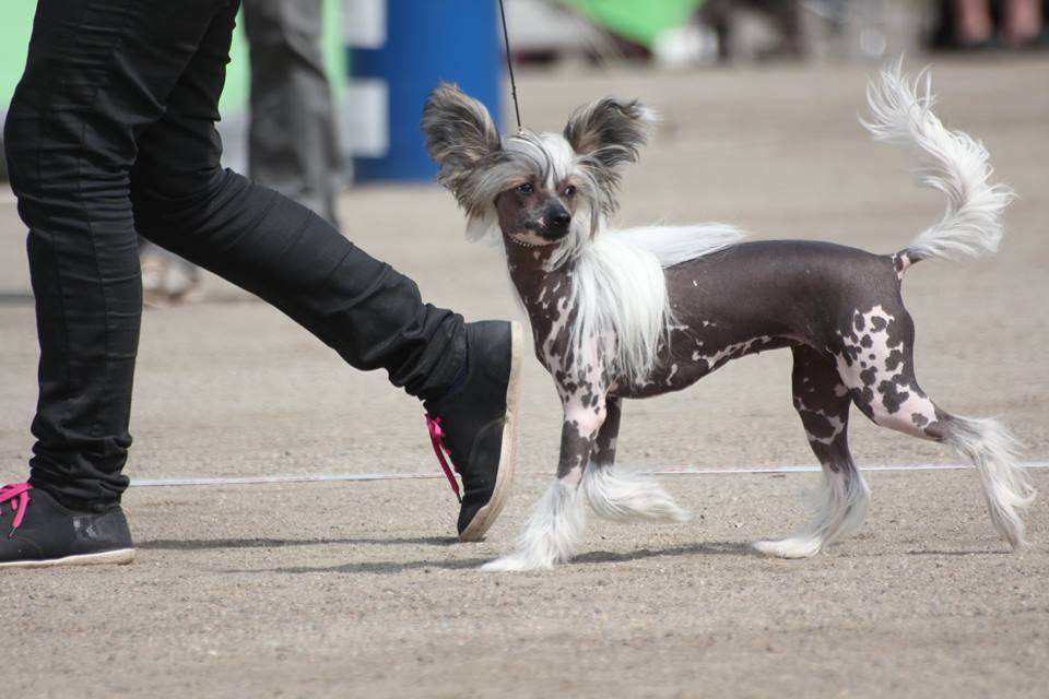 Mystic Jewel Sweet Cisilia