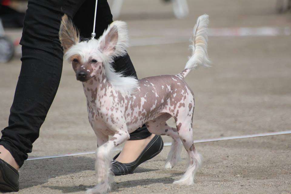 Mystic Jewel Sweet Cleopatra