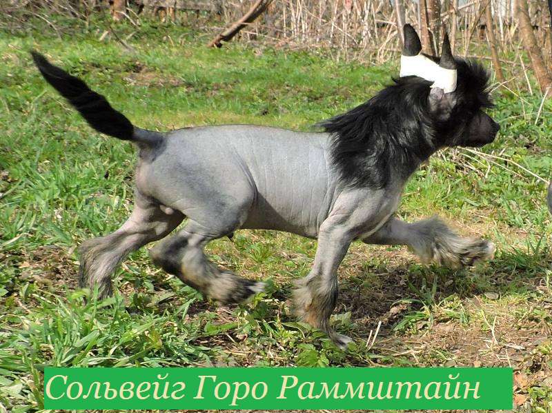 Solveig Goro Rammstain