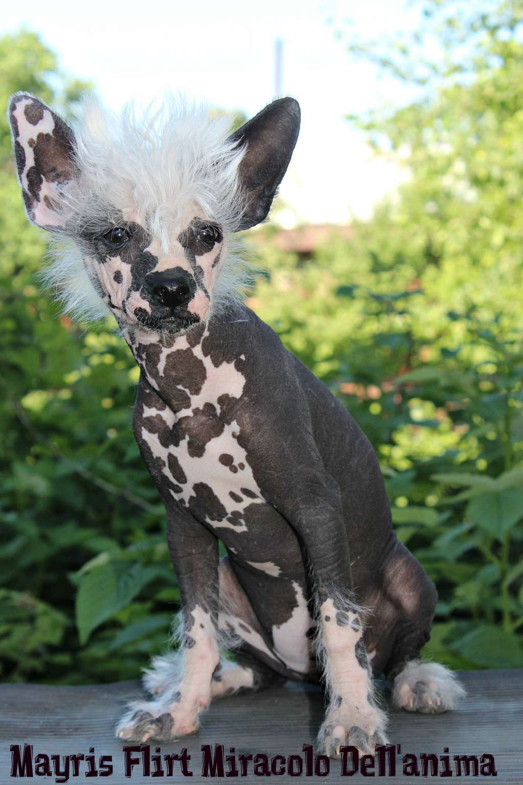 Mayris Flirt Miracolo Dell'anima