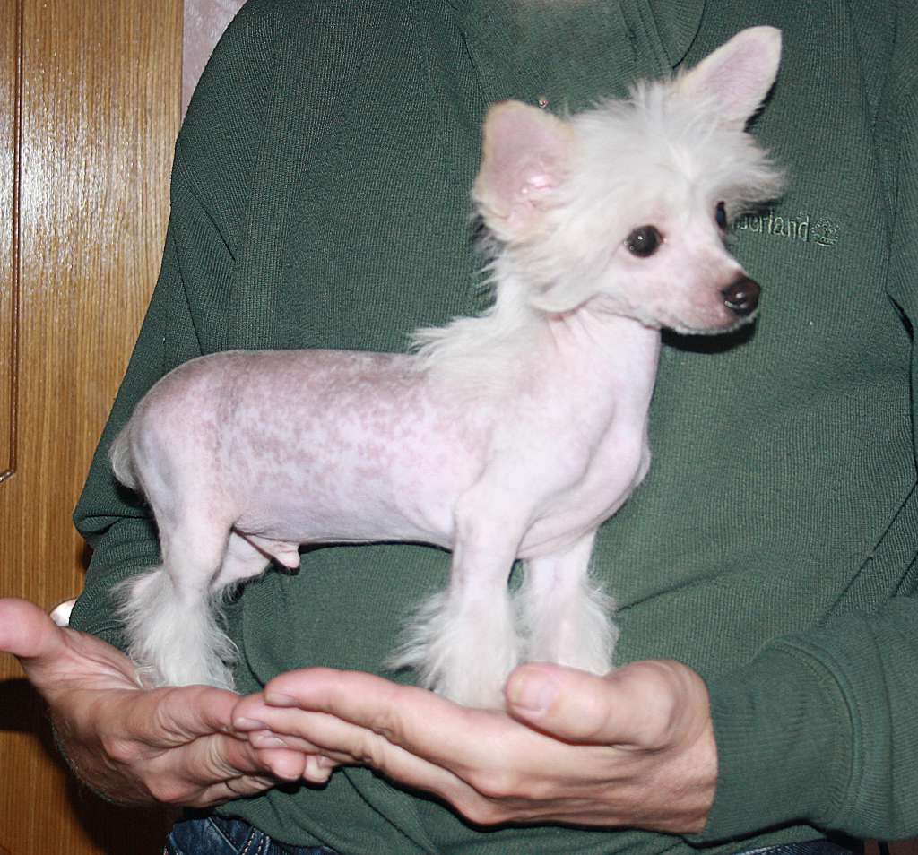 Charuyuschiy Soblazn Takoy Syurpriz