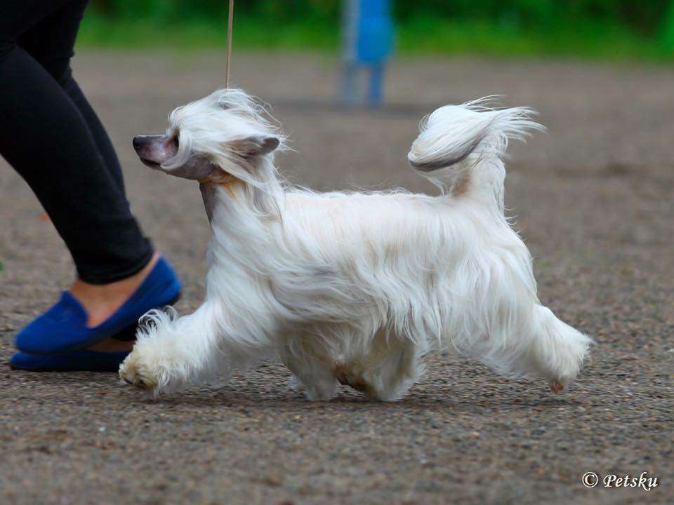 Viuvaun Who's That Chick