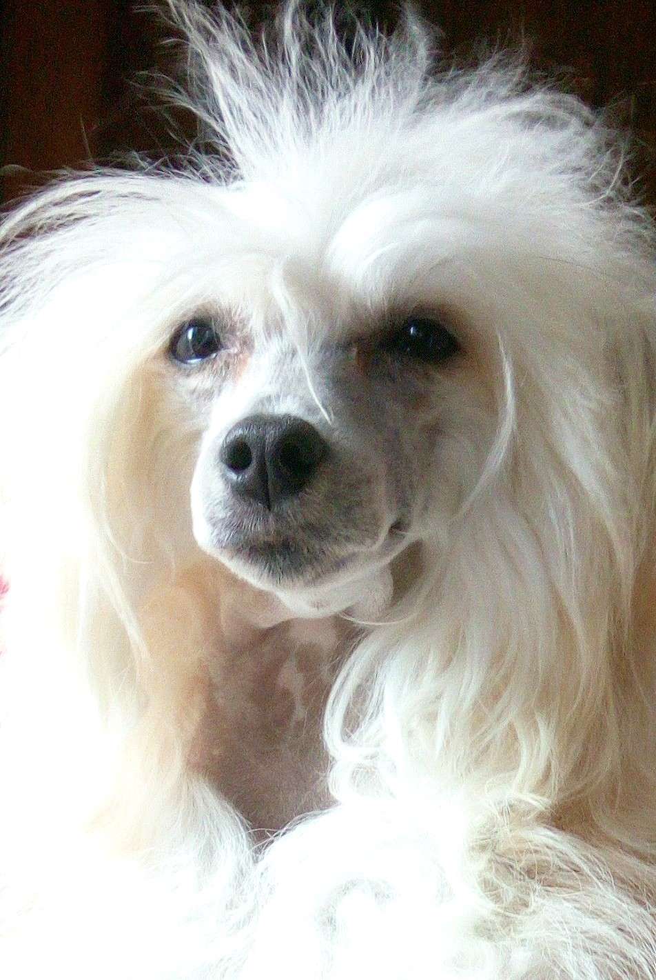 Licky Lips Candy Ring Rider Style