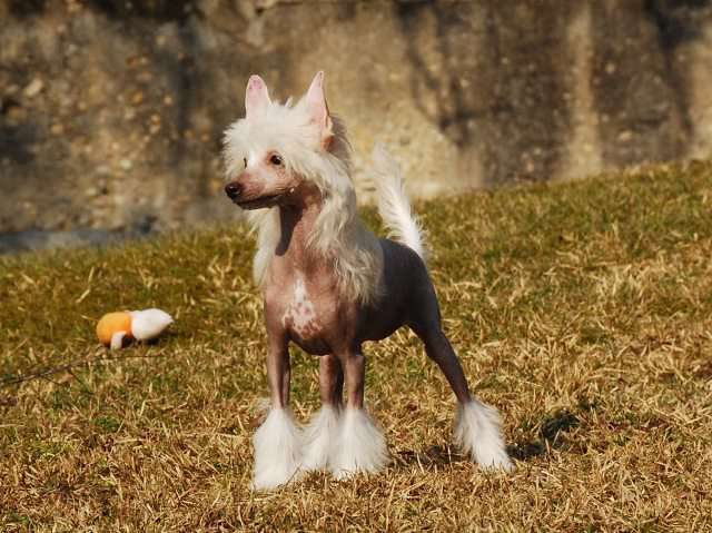 Golden Diamond Cresteds Tipperary