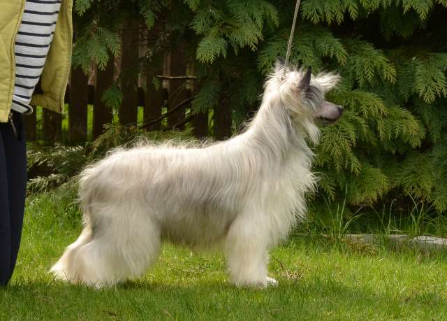 Golden Diamond Cresteds Venezia