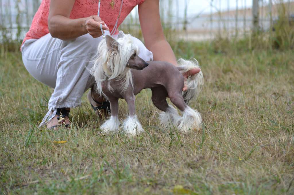 Golden Diamond Cresteds Qenni