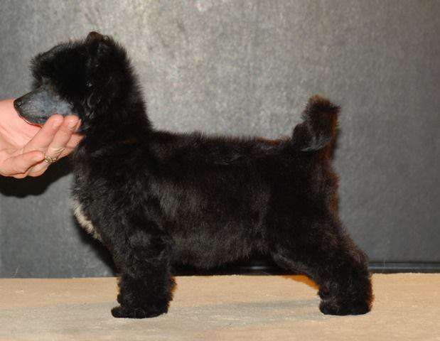 Golden Diamond Cresteds Flooronfire