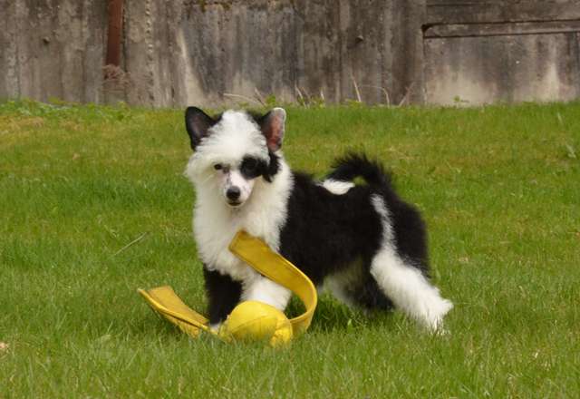 Golden Diamond Cresteds Madisonstar