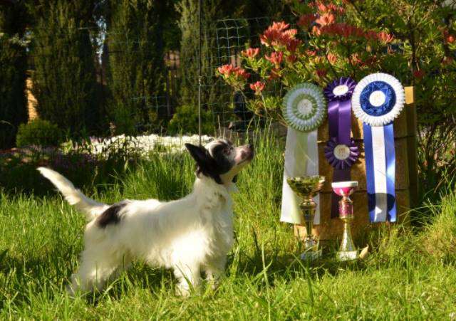 Golden Diamond Cresteds Mystictopaz