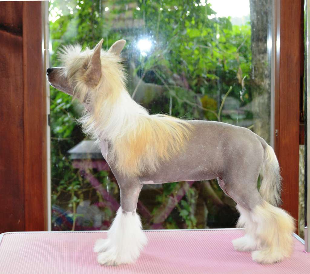 Treasure Trèsor von Shinbashi