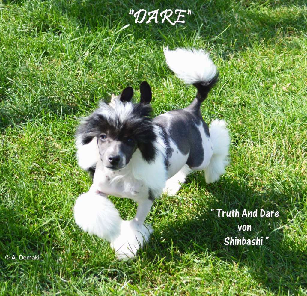 Truth And Dare von Shinbashi