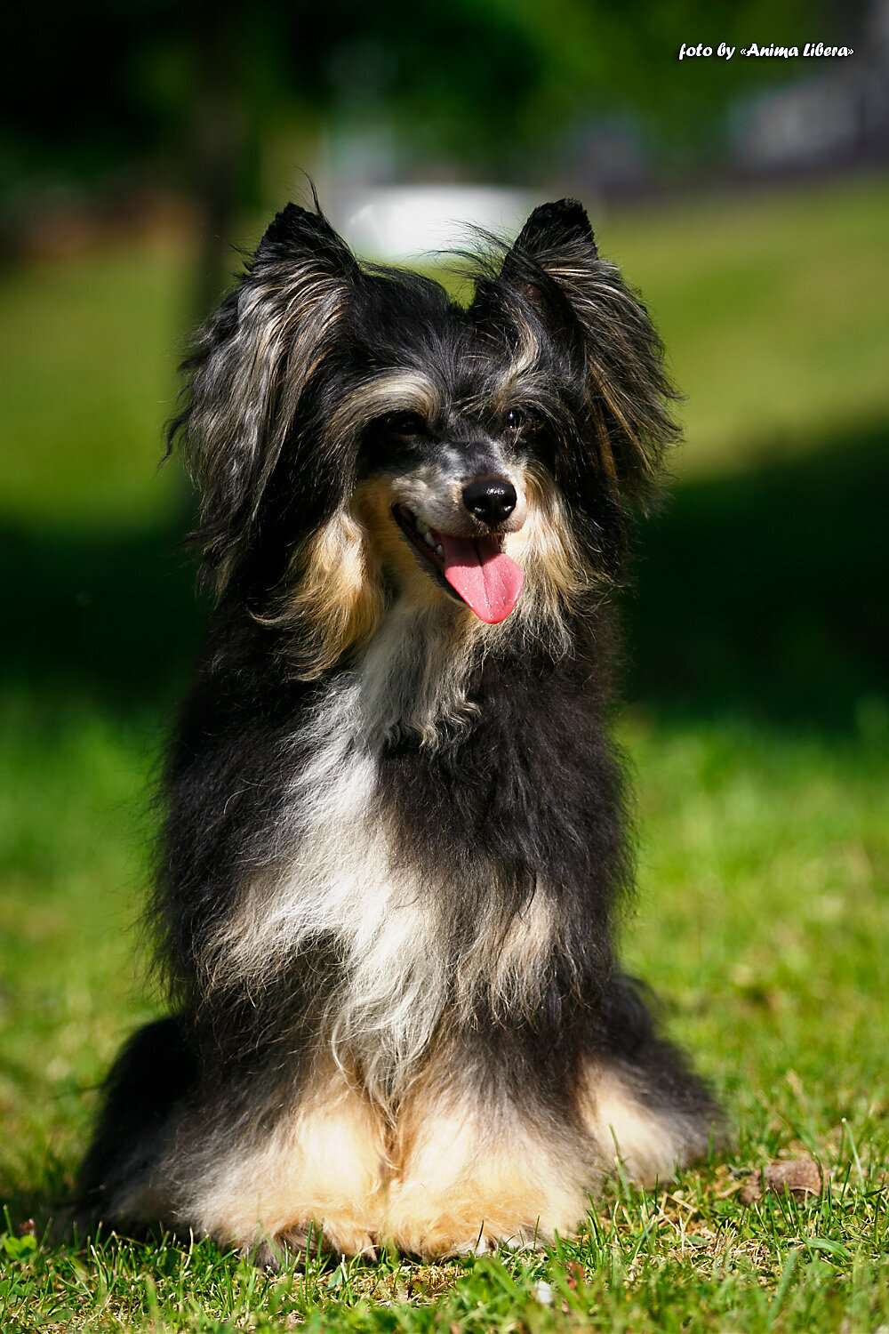 Endless Kiss Trinity swift Viktory