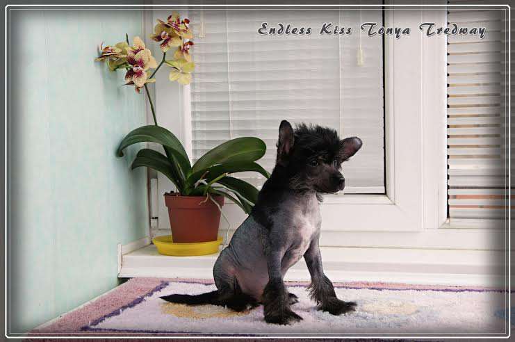 Endless Kiss Tonya Tredway