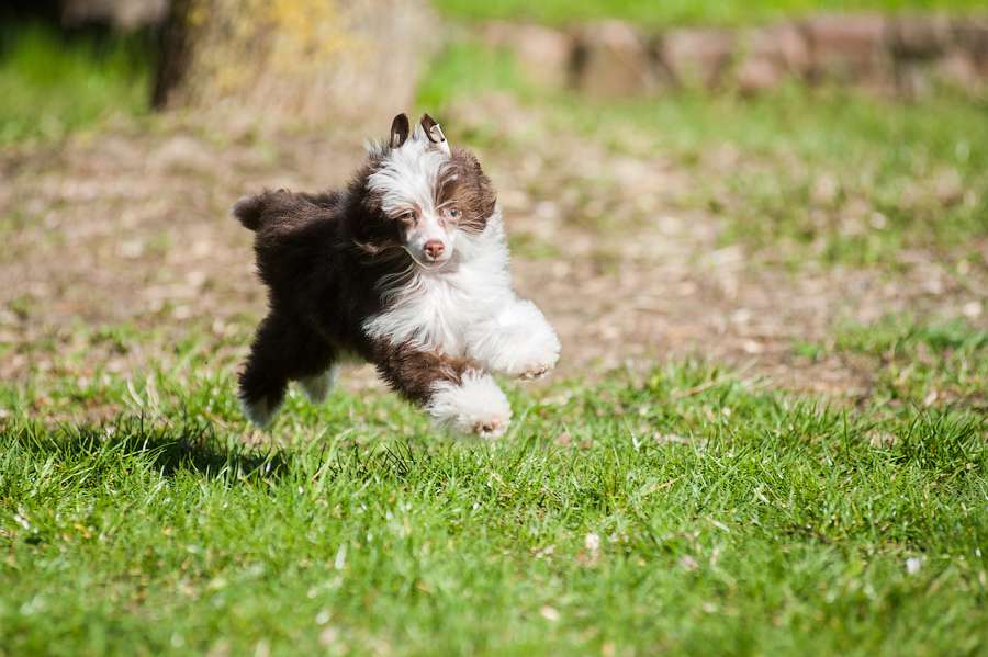 Shlyahetski Gonar Angelo